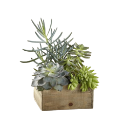 Succulent Box 