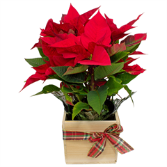 Poinsettia Wood Cube